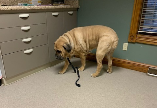 Veterinarian Exam Rooms