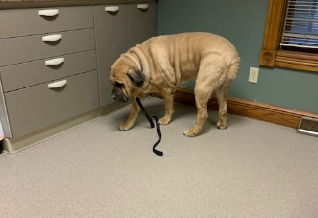 Stontec In A Veterinarian Office
